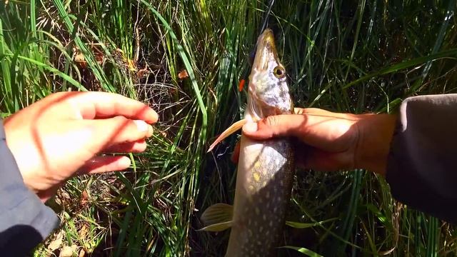 Нашёл СКОПЛЕНИЕ ЩУК в этих корягах! Рыбалка на спиннинг 2022! Ловля щуки на джиг и воблеры на реке! смотреть онлайн