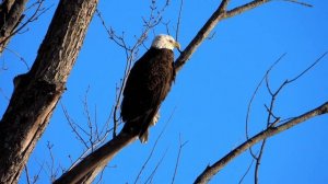 Гармония Вибрации: Музыка 432 Гц для Вдохновения и Раскрытия Потенциала Music for calming and medit