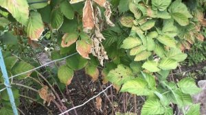 МАЛИНА. ОСЕННИЕ РАБОТЫ . НЕ ОПОЗДАЙ !!! Урожай следующего года !