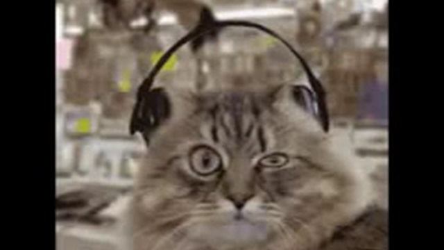 Коты слушать. Кот в наушниках. Котик с наушниками. Кивающий кот. Кот в наушниках танцует.