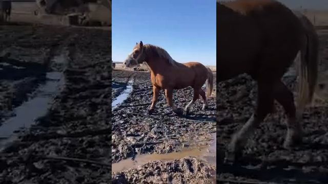 Продам советский тяжеловоз