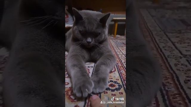 Котик. Шэди . Смотреть всем. Видели видео.