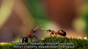 Болезни газона: ржавчина и мучнистая роса