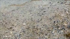 Херсон. Карантинный Остров. В районе  нефтегавани . Victoria S