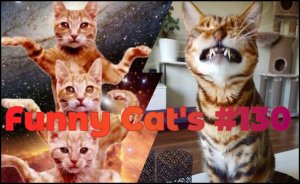 Смешные коты #130