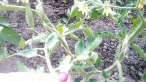 Авентюняй томат