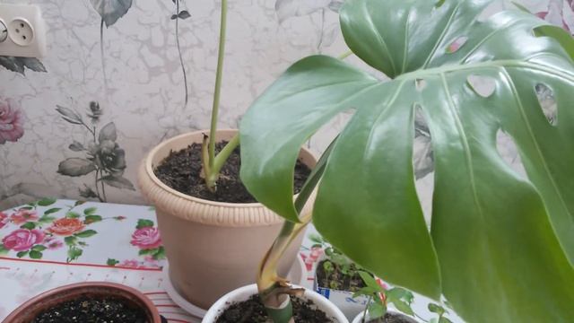 Мои Монстеры спустя 1 месяц. Обзор комнатных растений. смотреть онлайн