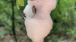 Цикадка пенница: жизнь в пузыре