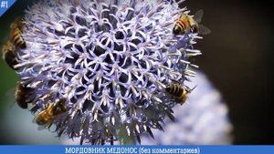 МОРДОВНИК ШАРОГОЛОВЫЙ МЕДОНОС | ЦВЕТЕНИЕ МОРДОВНИКА И ЛЕТ ПЧЕЛ | Идеальный ЦВЕТОК для ПЧЕЛОВОДСТВА