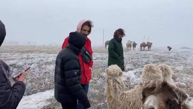Поздравляем с наступающим Новым годом «верблюжий остров» верхом на верблюдах по всей Элисте 💪 смотреть онлайн
