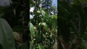 Персик на Ап1 (Кубань-86). 2й год.