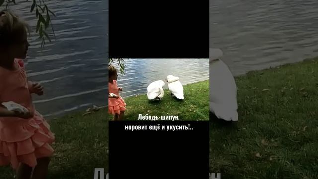 Лебедь-шипун норовит ещё и укусить!.. смотреть онлайн