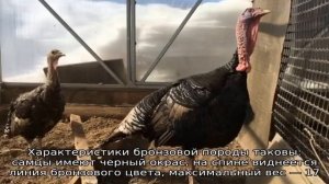 Породы индюков