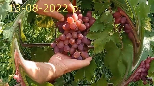 @Який виноград посадити в 2023 Виноград Бурдака в Полтаві смотреть онлайн