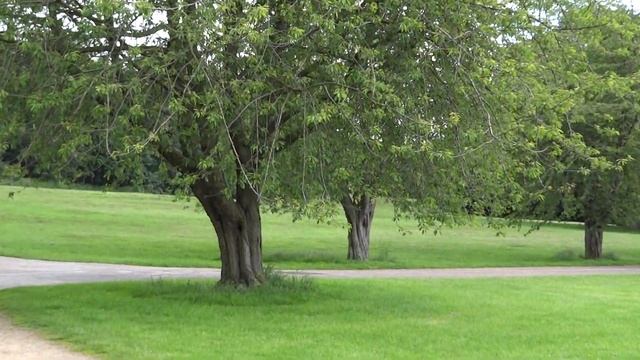 Sony Cybershot DSC-HX10V Full HD Sample Video 1 смотреть онлайн