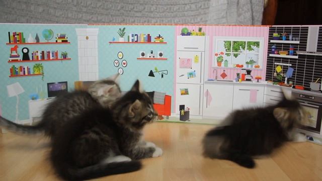 Сибирские котята традиционного окраса, родились 9 февраля 2016 смотреть онлайн