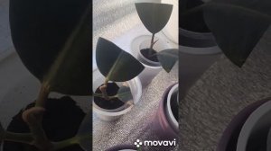 Фикус каучуконосный и фикус бенджамина. Черенкование и пересадка в стаканчики с землёй!