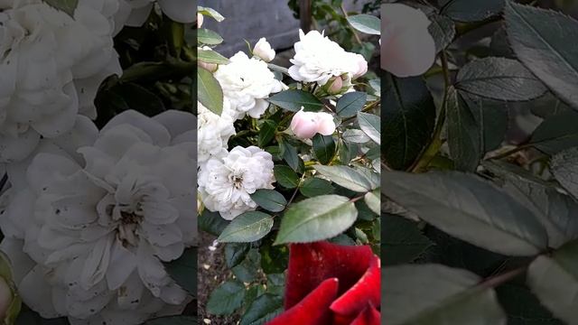 Старлет Роуз Алина классная красотка! смотреть онлайн