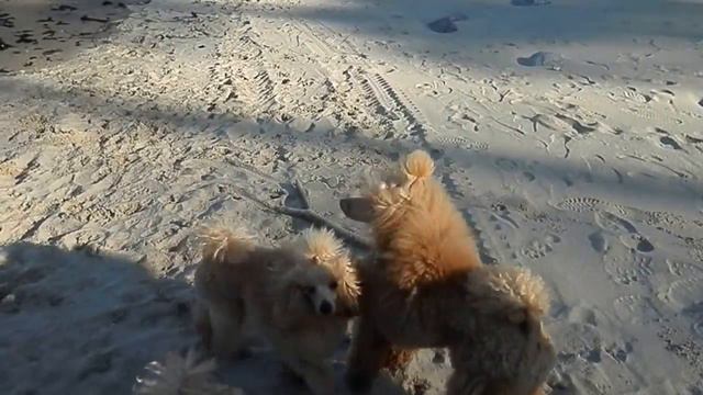 пудели и очень большая палочка.... смотреть онлайн