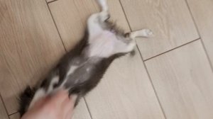 в мире животных