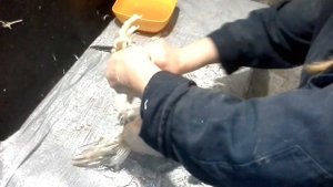 Как правильно ощипать и разделать бройлера.