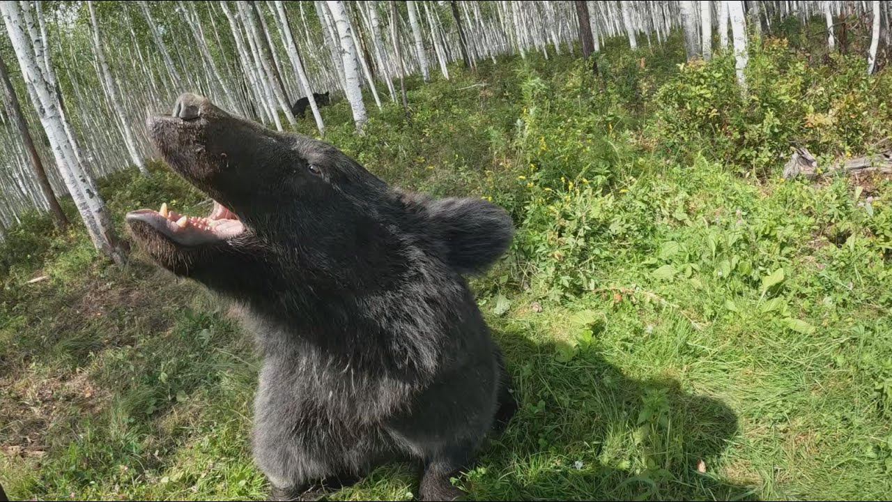 Дуська главный вредитель из медведей. смотреть онлайн