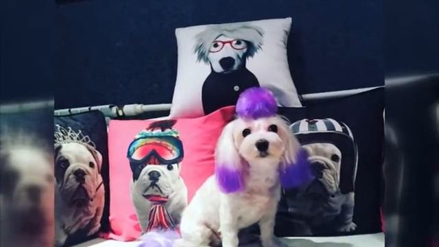 Парикмахеры спасают благовещенских животных от серых будней и жары смотреть онлайн