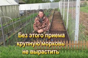 Без этого приема крупную морковь не вырастить