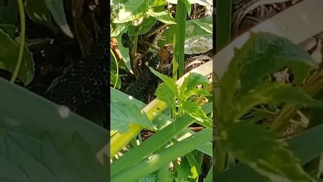 Уж ест лягушку смотреть онлайн