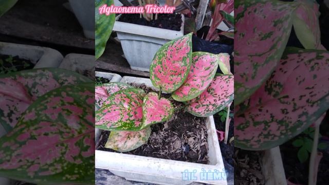 Aglaonema Tricolor and Aglaonema Silver Bay plants ||• Lil Hemy