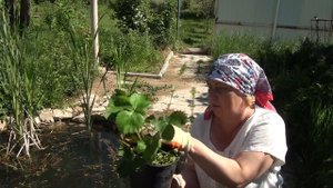 Как украсить дачный или деревенский участок