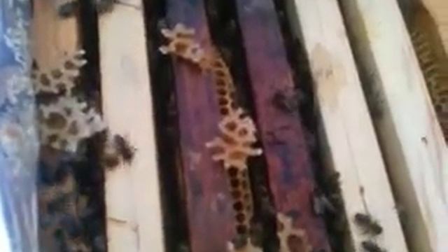 Лучшая украинская степная от Бабенко, 14 апреля 2016г смотреть онлайн