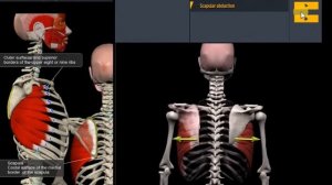 Анатомия.Передняя зубчатая мышца. Функции, начало, крепление