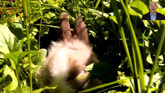 Animais da Fazenda Som dos Animais Domésticos Galo Coelho Coruja смотреть онлайн