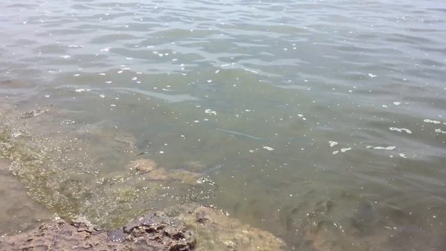 Где купаться в Ростовской области (Приморский Пляж Таганрог)