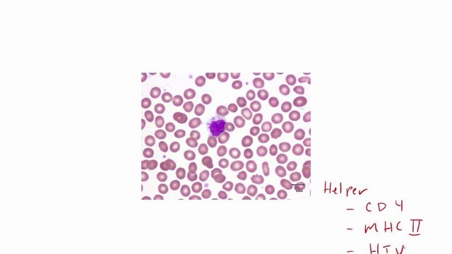 USMLE RX - 5.Гематология и онкология - 1.Анатомия - 5.Т-Клетки