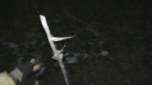 Колоновидные яблони - зимнее укрытие.