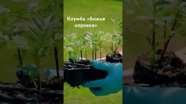 Клумба из бархатцев «Божья коровка» ?? Наши бархатцы ОЧАРОВАТЕЛЬНАЯ ХИЛЬДА и БОЛЕРО #сад #дача