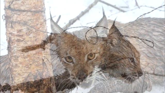 Лесники спасли дикую рысь, попавшую в петлю, они и НЕ ПРЕДСТАВЛЯЛИ, что их ждёт❗ смотреть онлайн