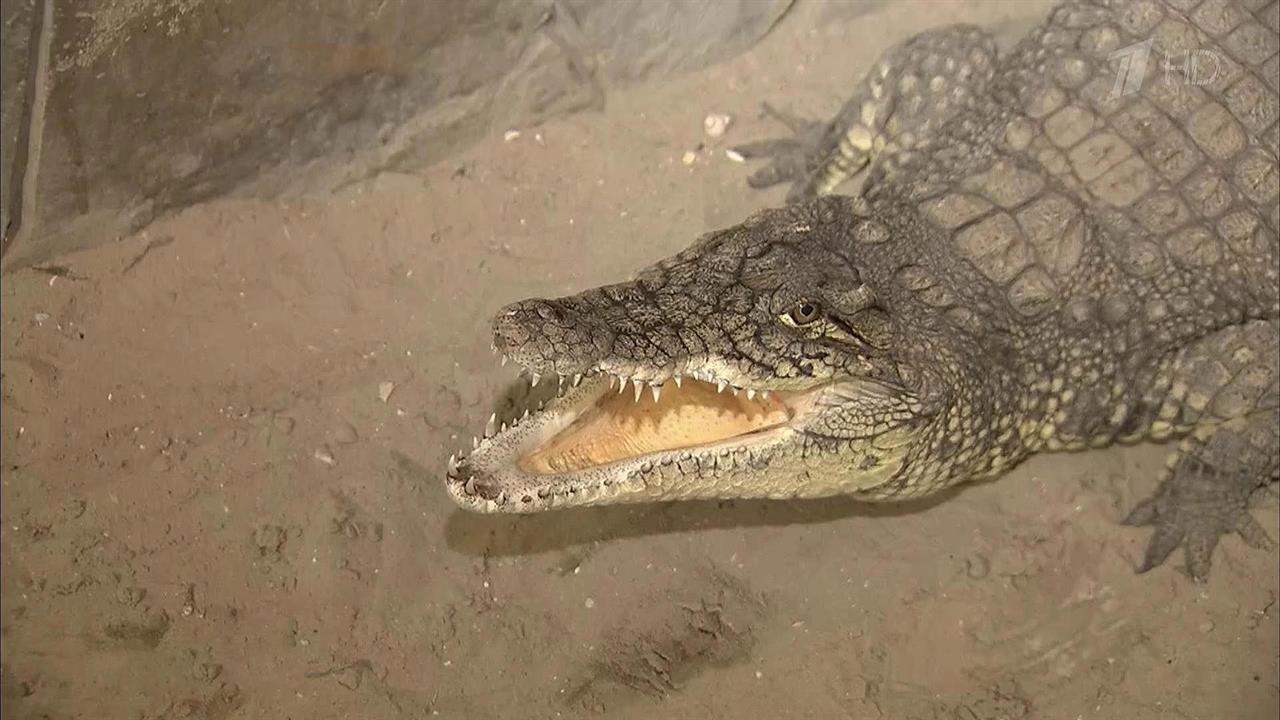 Обезьяна волк крокодил. Крокодил против обезьяны. Ика 15 батайск крокодил. Крокодил и обезьянка. Павиан против крокодила.