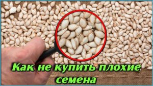 Несколько секретов как не купить плохие семена на посадку Дачные советы и рекомендации огородникам