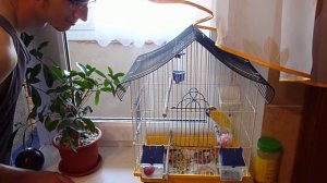 Кенар разговаривает))