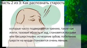 Как узнать, что собака умирает - Скоро ваш друг вас покинет