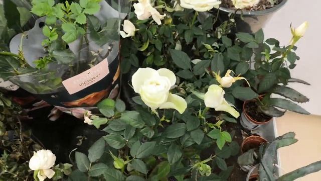 Цветы в Ашане! Разноцветные кактусы, герберы и шикарные цикламены! смотреть онлайн