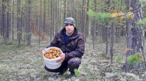 ГРИБНОЕ НАШЕСТВИЕ МОХОВИКОВ! ГРИБОВ МНОГО НЕ БЫВАЕТ, ИХ ПРОСТО ТЬМА ТУТ! СИБИРСКАЯ ГРИБАЛКА 2024 г