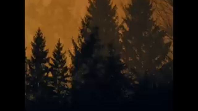 If These Trees Could Talk -  From Roots To Needles