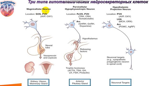 Нейроэндокринология: лекция 2 (нейросекреция)