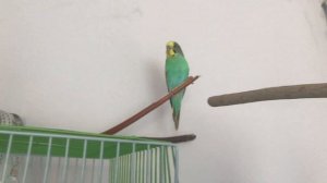 (10) - Что, если попугай не хочет в клетку ?