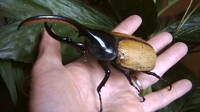 Топ 10 самых больших насекомых мира!