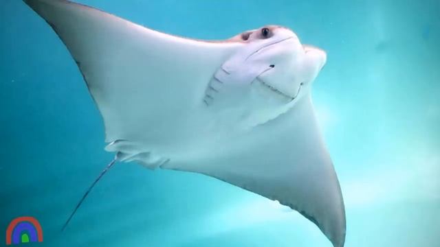 Морские животные для детей Развивающие мультики про животных Обитатели морей и океанов для малышей